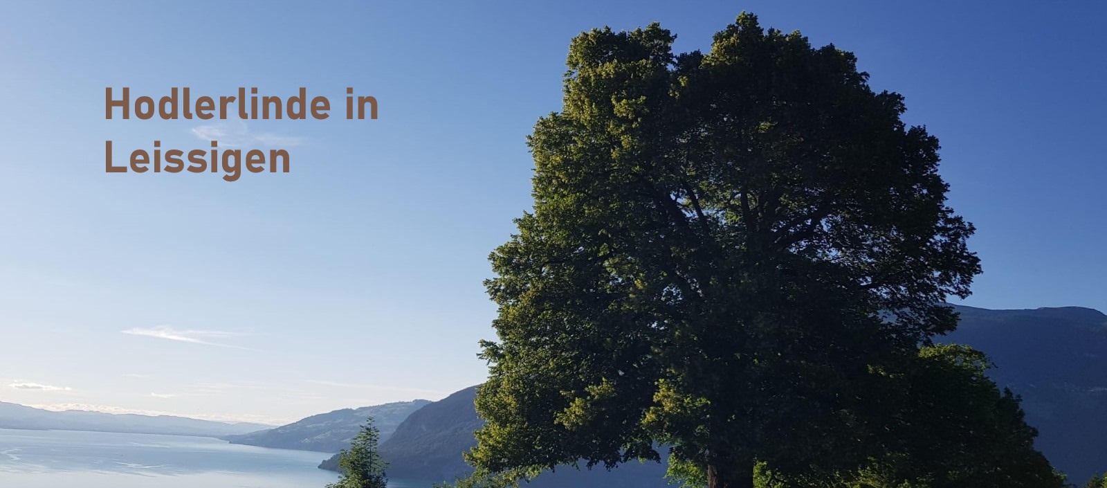 Hodler Linde in Leissigen