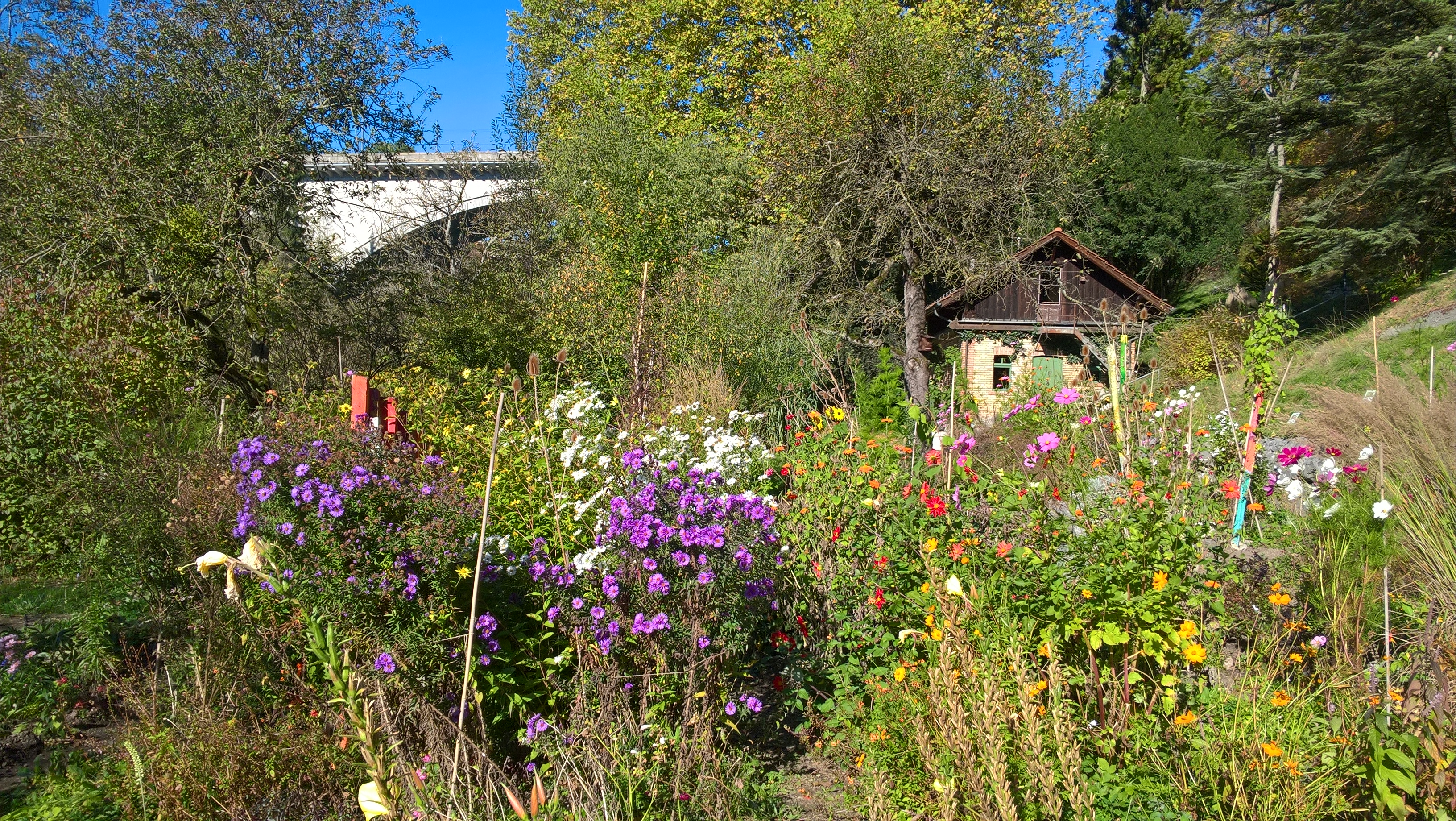 Blumenwiesen Blumenwiesen