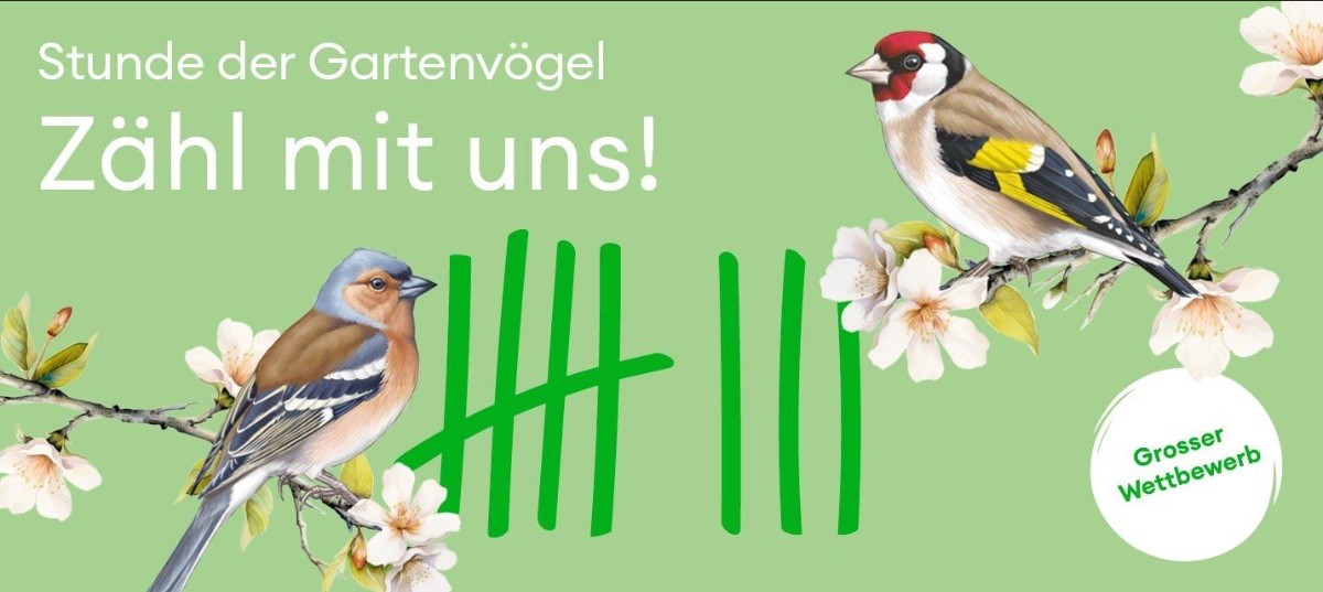 Stunde der Gartenvögel