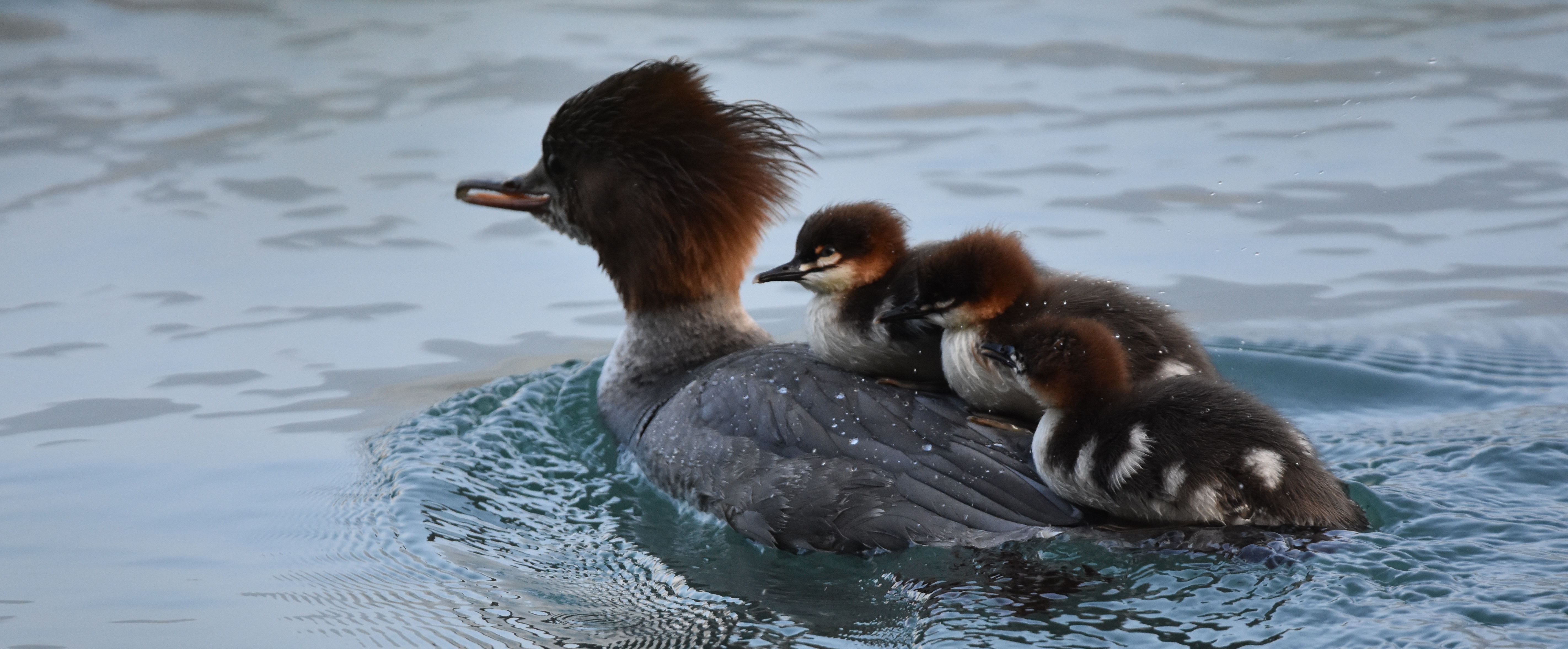 Gänsesäger Familie