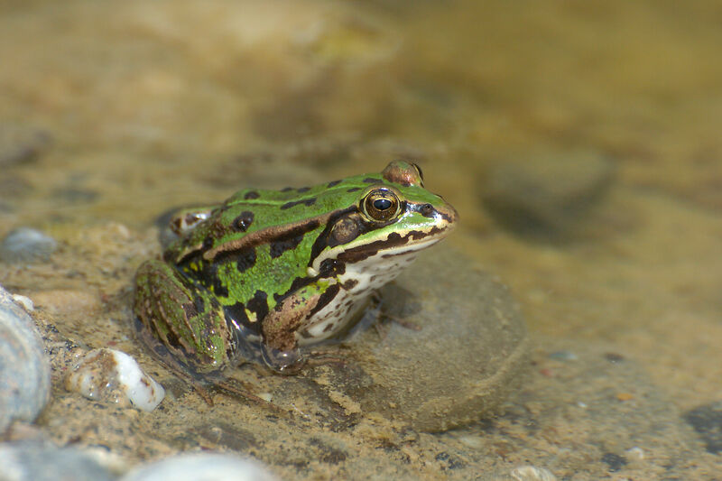 Kleiner Wasserfrosch Michael Gerber birds-online.ch Kleiner Wasserfrosch Michael Gerber birds-online.ch