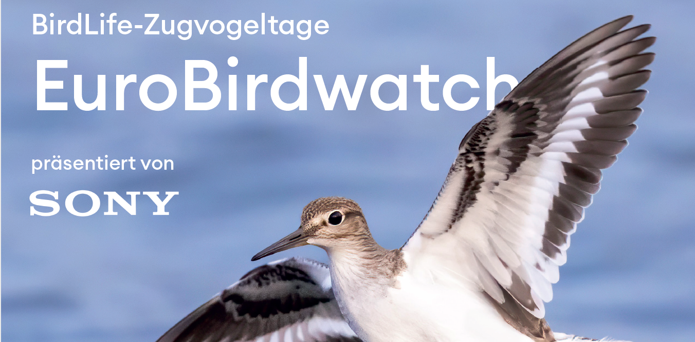 EuroBirdwatch Zugvogelbeobachtung