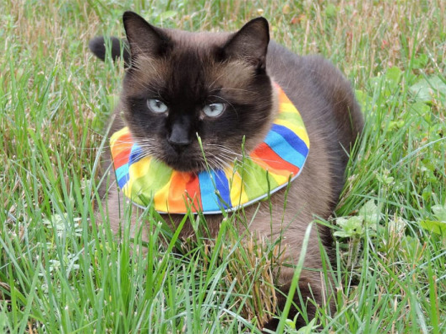 Katze Halskrause 1