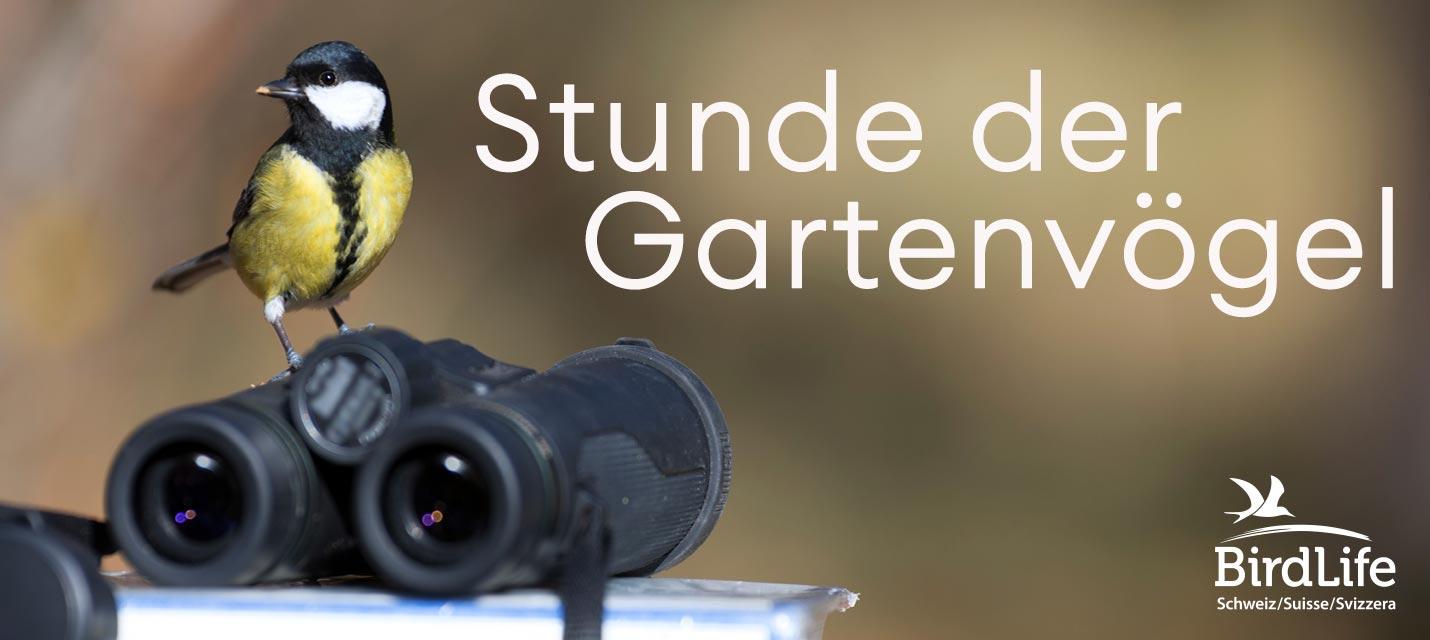 Stunde der Gartenvögel