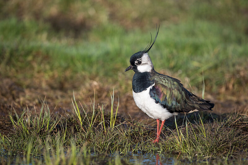 Kiebitz MichaelGerber birds online