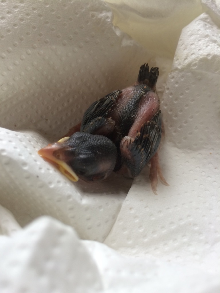 babyimg 0612