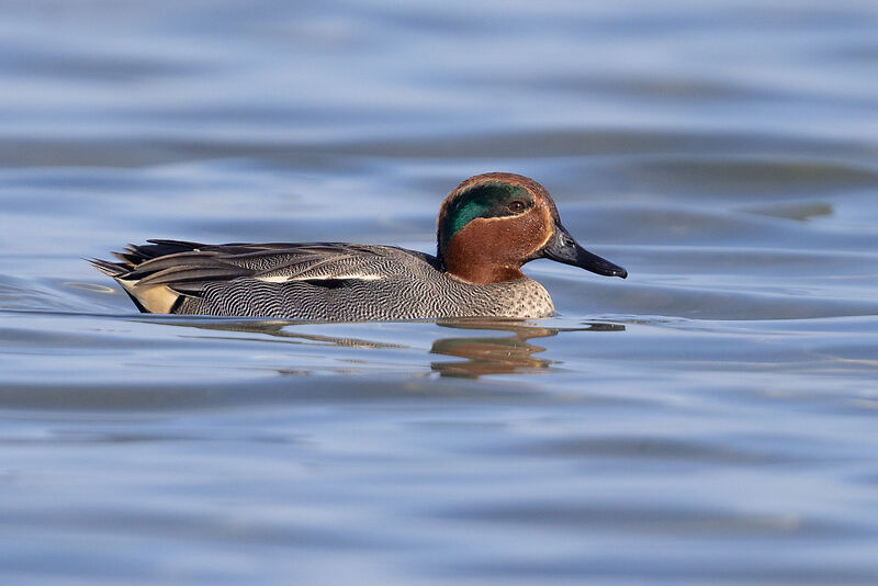 Krickente byMathieu Bally